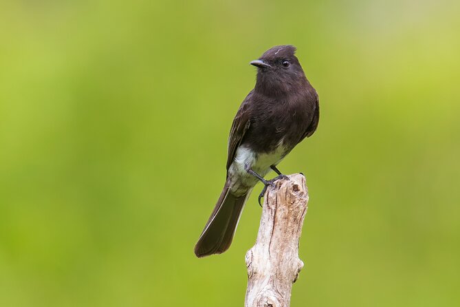 5-Hour Private Birdwatching Experience in San Juan La Laguna - Starting at San Juan’s Catholic Church