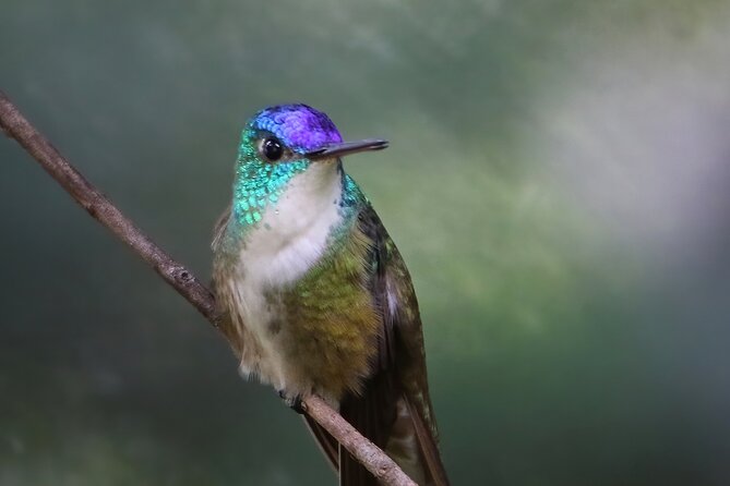 5-Hour Private Birdwatching Experience in San Juan La Laguna - The scope, bird calls, and species count