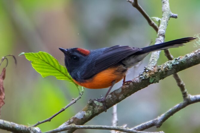 5-Hour Private Birdwatching Experience in San Juan La Laguna - Is $50 per person good value?