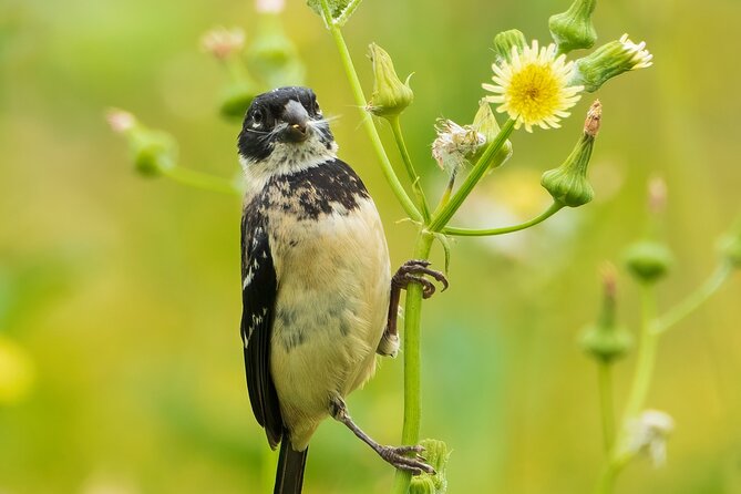 5-Hour Private Birdwatching Experience in San Juan La Laguna - Who should book this experience?