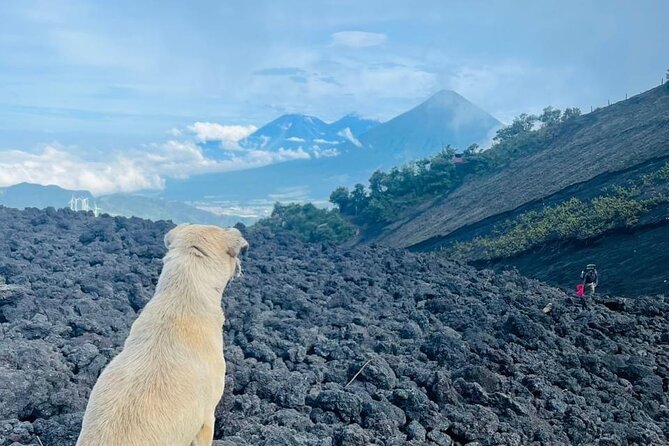 Adventure Tour Climbing the Pacaya Volcano with Pickup - Returning downhill and back to Antigua