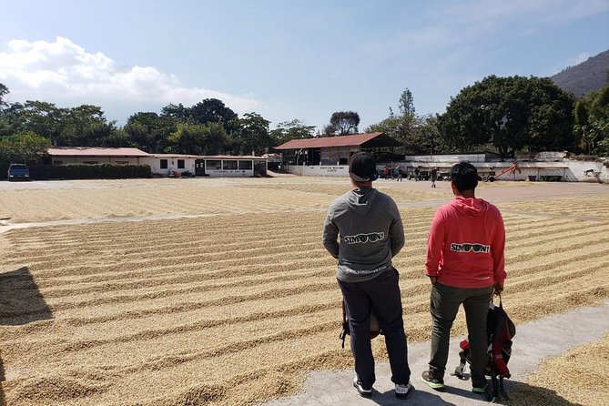 Antigua ATV Coffee Tour - My verdict: book it for the mix, not just the coffee