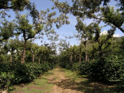 Antigua Sip ‘n Cycle Half-Day Bike Ride and Coffee Tour