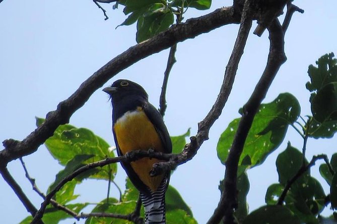 Atitlan Hiking and Birding - Day tour from Antigua - Four hours inside Los Tarrales Natural Reserve