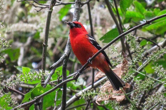 Atitlan Hiking and Birding - Day tour from Antigua - Wildlife protection gives the walk meaning