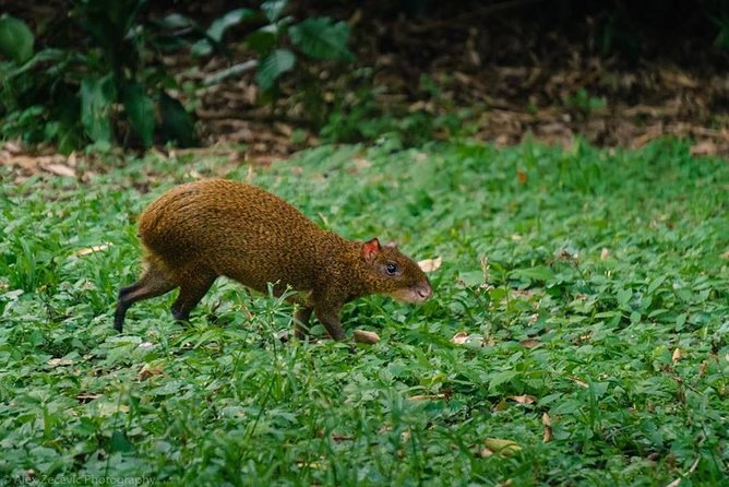Atitlan Hiking and Birding - Day tour from Antigua - What the $95 price really covers