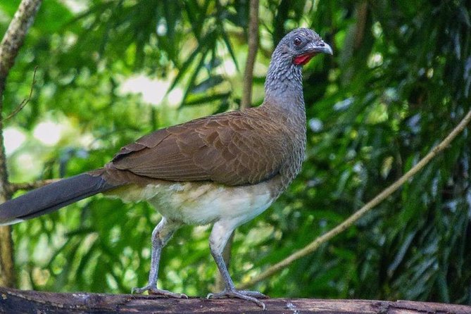 Atitlan Hiking and Birding - Day tour from Antigua - Who will enjoy this most