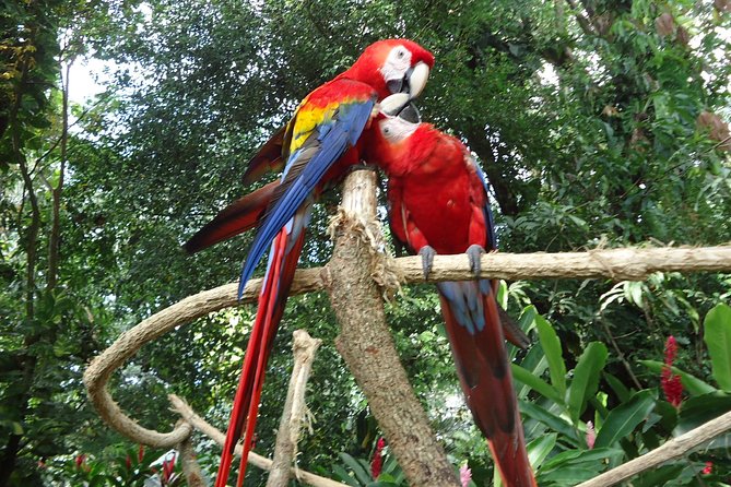 Auto Safari Chapin Drive-Through Nature Park & Zoo from Puerto Quetzal - Key points to know before booking