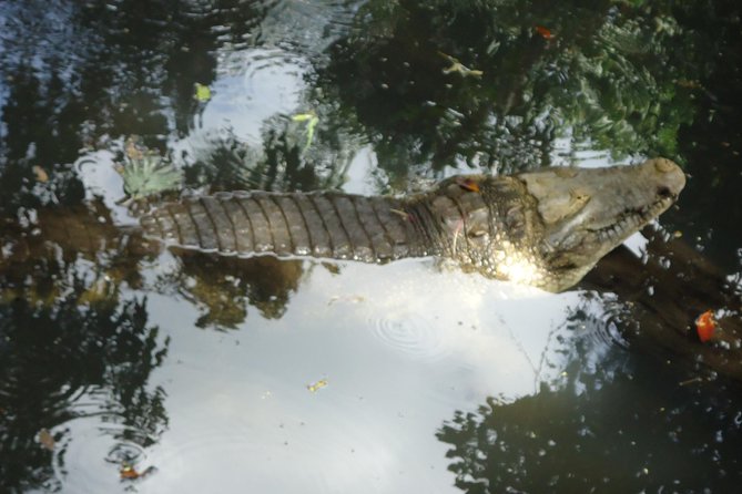 Auto Safari Chapin Drive-Through Nature Park & Zoo from Puerto Quetzal - The drive to Auto Safari Chapin