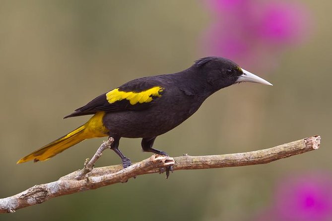 Birdwatching to the Mangrove of Paredon (From Puerto Quetzal) Private Tour - Leaving Puerto Quetzal for El Paredon