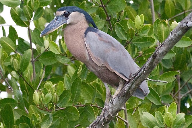 Birdwatching to the Mangrove of Paredon (From Puerto Quetzal) Private Tour - The El Paredon Estuary by Small Boat