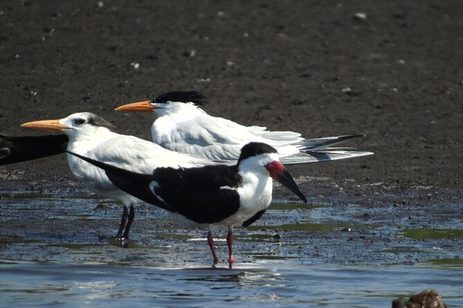 Birdwatching to the Mangrove of Paredon (From Puerto Quetzal) Private Tour - Weather, Roads, and Route Changes