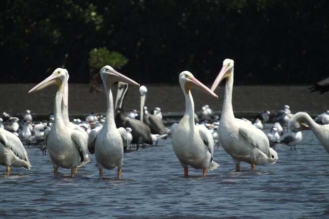 Birdwatching to the Mangrove of Paredon (From Puerto Quetzal) Private Tour - Who Will Enjoy This El Paredon Excursion