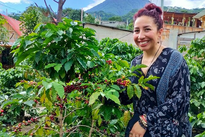 Coffee Tour in Lake Atitlán - Walking among coffee plants in San Juan La Laguna