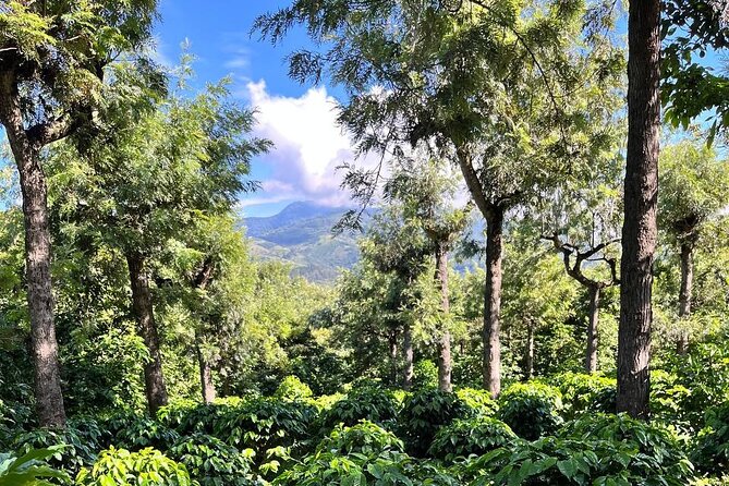 Coffee Tour in Sacatepéquez with Tasting - Key points to know before booking