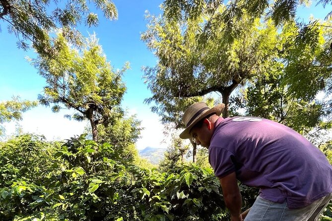 Coffee Tour in Sacatepéquez with Tasting - Tasting coffee at the family home