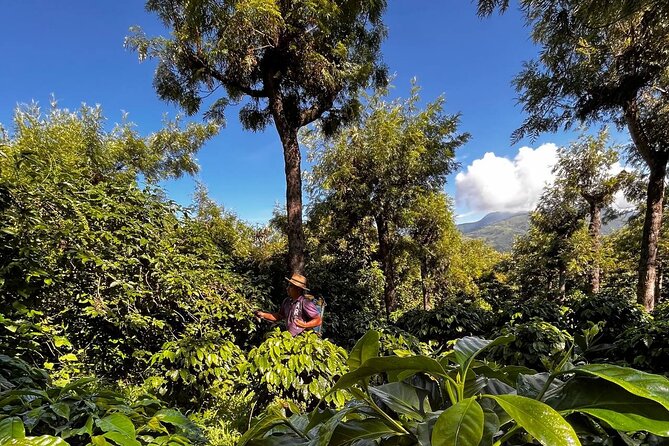 Coffee Tour in Sacatepéquez with Tasting - From coffee plant to finished bean