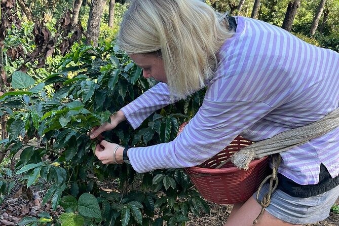 Coffee tour near the Agua Volcano with tasting - Key points to know before booking
