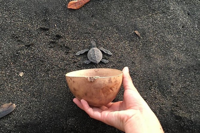 Day Tour Between Mangroves, Fishing & Black Sand Beach Activities + Lunch - A 90-Minute Boat Ride Through the Mangroves