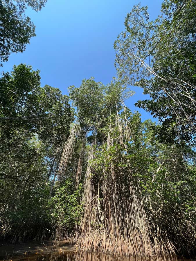 El Paredón: Mangrove Boat Tour with Optional Fishing - Birds, fish, and crabs among the roots