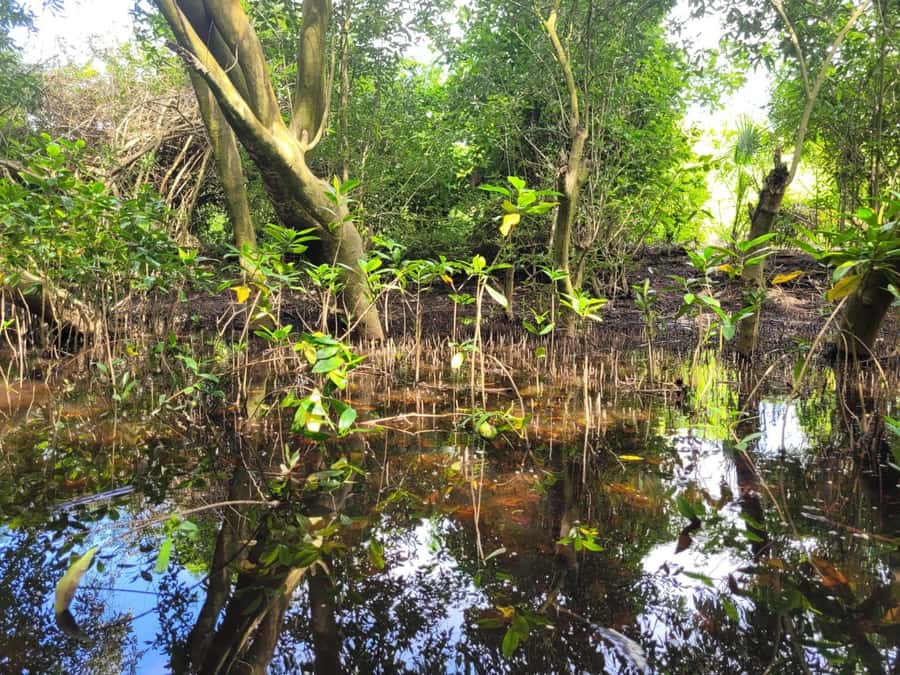 El Paredón: Mangrove Boat Tour with Optional Fishing - Planting your own mangrove tree