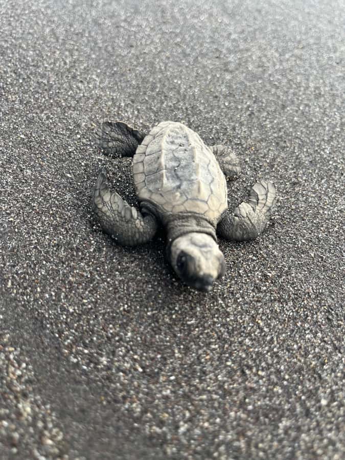 El Paredón: Sea Turtle and Salt Farm Tour - Five details that make this tour worth considering