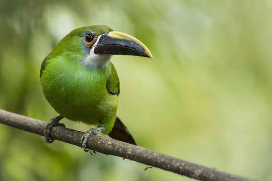 From Antigua Guatemala: Birdwatching and Scenic Hiking Tour - Reaching the summit for volcano views
