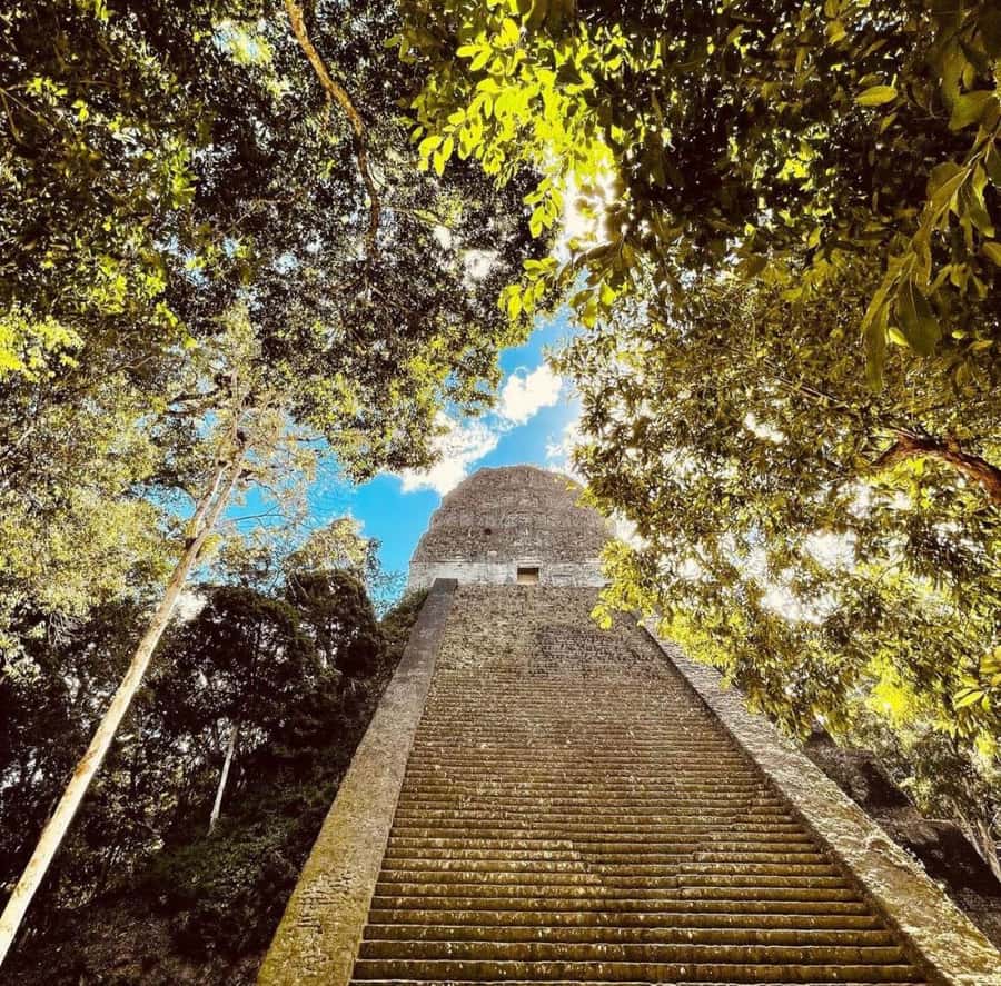 From Flores: Tikal National Park Private Day Trip with Lunch - The Lost World and Temple V