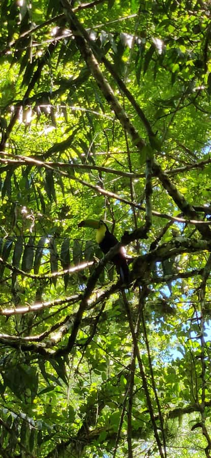 From Flores: Tour Tikal All Inclusive - Why this Tikal trip works well from Flores