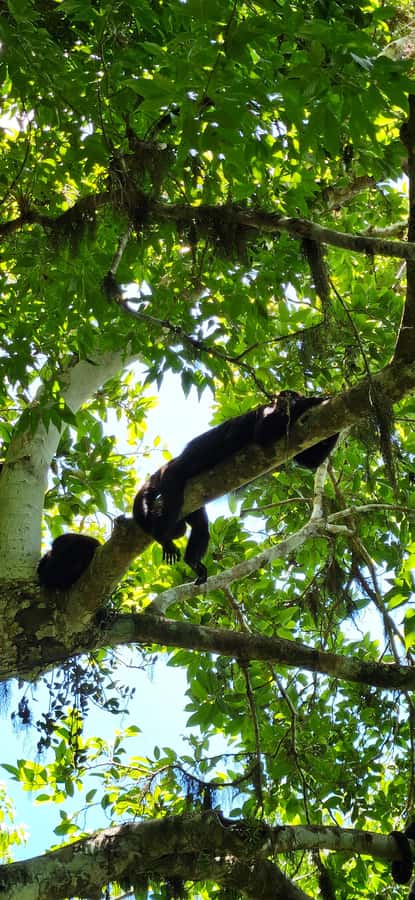 From Flores: Tour Tikal All Inclusive - Lunch belongs in the middle of the day