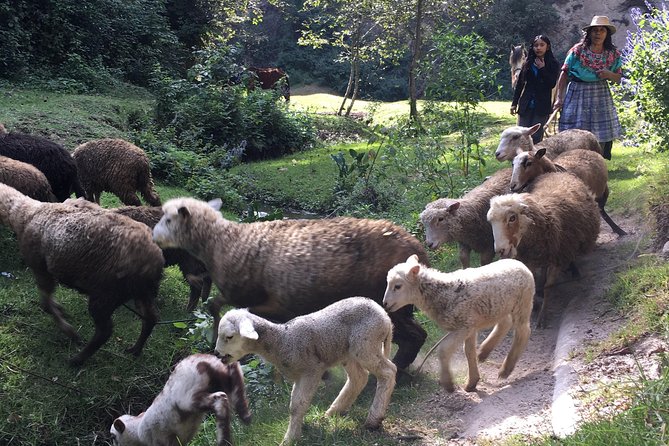 Hike in pristine Forest, a view from above Atitlan - Who will enjoy this most