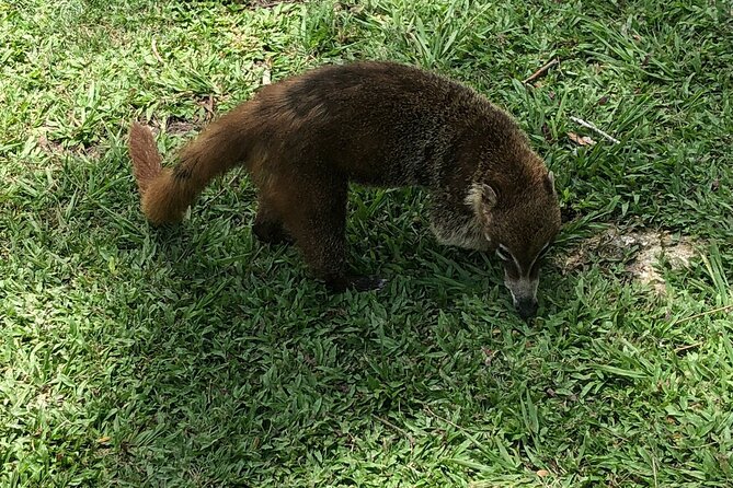 Mayan Adventure: Tikal in a Day - Lunch and what the $125 price covers