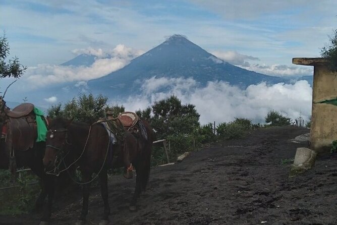 Pacaya Volcano Hike! from Puerto Quetzal - Key points before you book