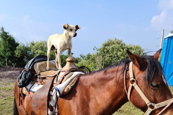 Pacaya Volcano Luxury Sunset Horseback Riding Tour/ Dinner Cooked by-Lava Chef - Is $335 per person fair value?