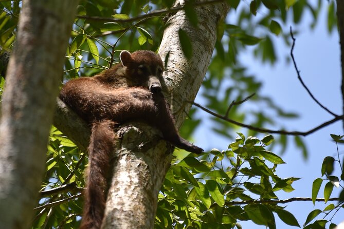 Private Full Day Tour in Tikal - Why a private day at Tikal can be worth the price