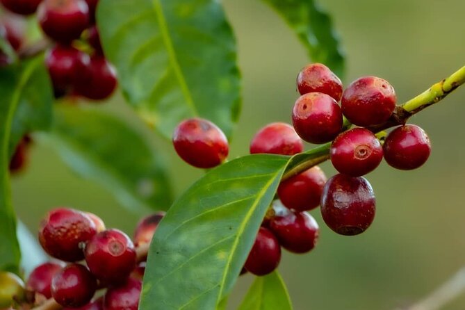 The Perfect Coffee Tour in Guatemala City: Class with a Barista + City Tour - The Historic Center adds architecture and photo stops