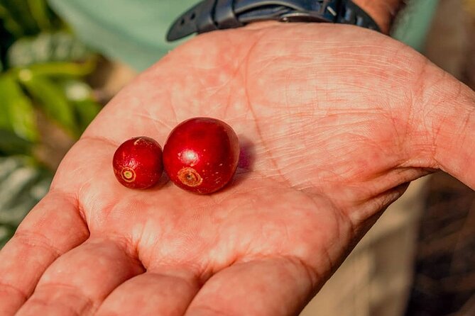The Perfect Coffee Tour in Guatemala City: Class with a Barista + City Tour - Who will get the most from this experience