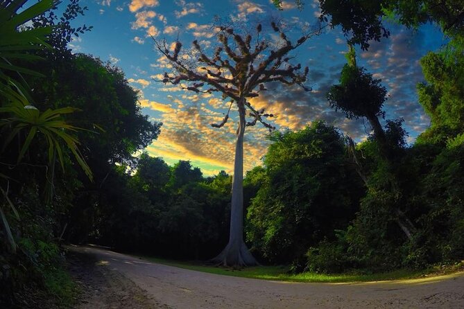 Tikal Day Tour From San Ignacio Belize - The forest paths and Tikal wildlife