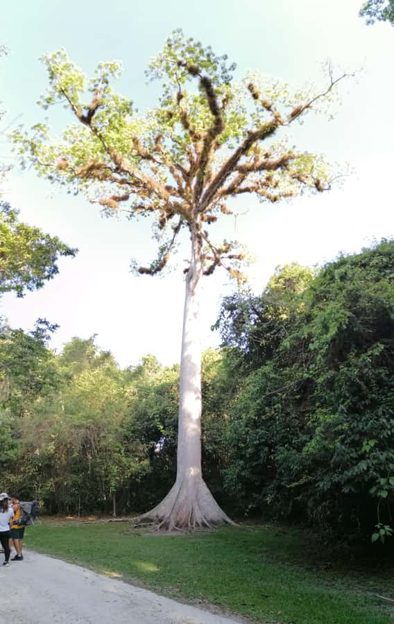Tikal From Flores: With Transportation Lunch and Local Guide - What the $90 Price Really Covers