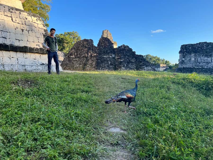 Tikal Full Day with Dedicated Exploration of the Monuments - The Lost World and Tikal’s view of the sky