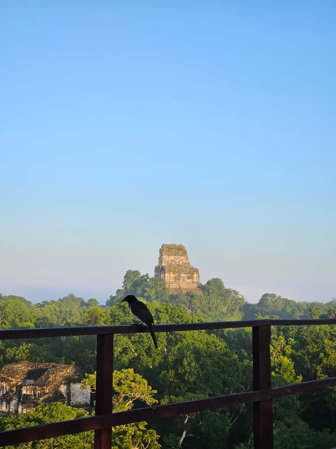 Tikal Guatemala desde Flores o Aeropuerto Mundo Maya - Key points to know before booking