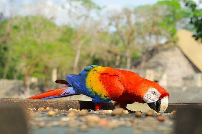 Tikal Shared Experience: Flight from the City + One Day Tour - Guide Quality and Group Comfort