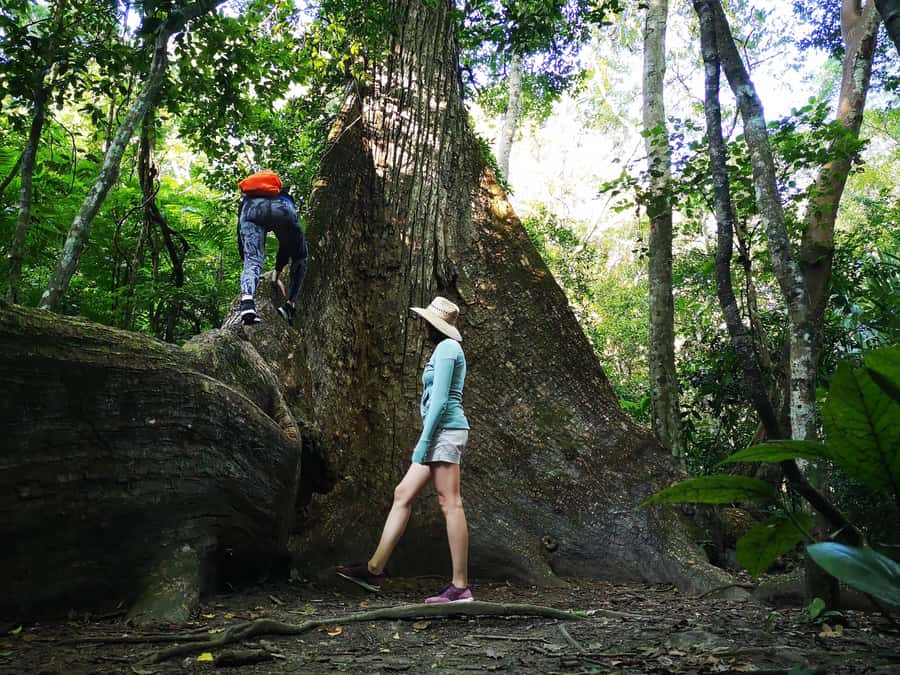 Tikal Sunrise, Archeological focus and Wildlife Spotting - Why the early start at Tikal matters