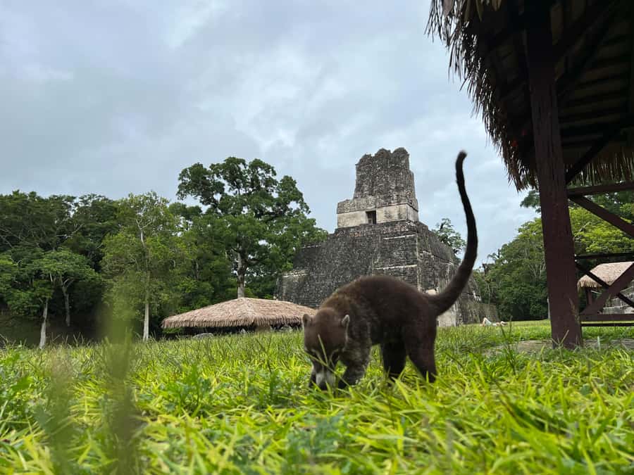 Tikal Sunrise, Archeological focus and Wildlife Spotting - Temple II and the best Great Plaza photograph