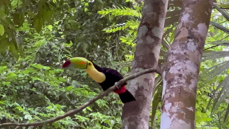 Tikal Sunrise, Archeological focus and Wildlife Spotting - Wildlife along the forest trails