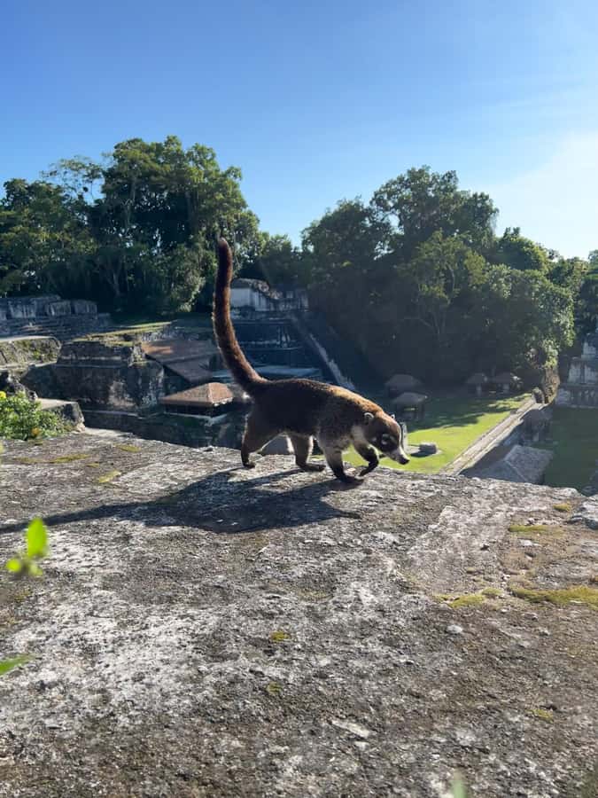 Tikal Sunset, Archeological focus and Wildlife Spotting - Temple V, a different shape in the forest