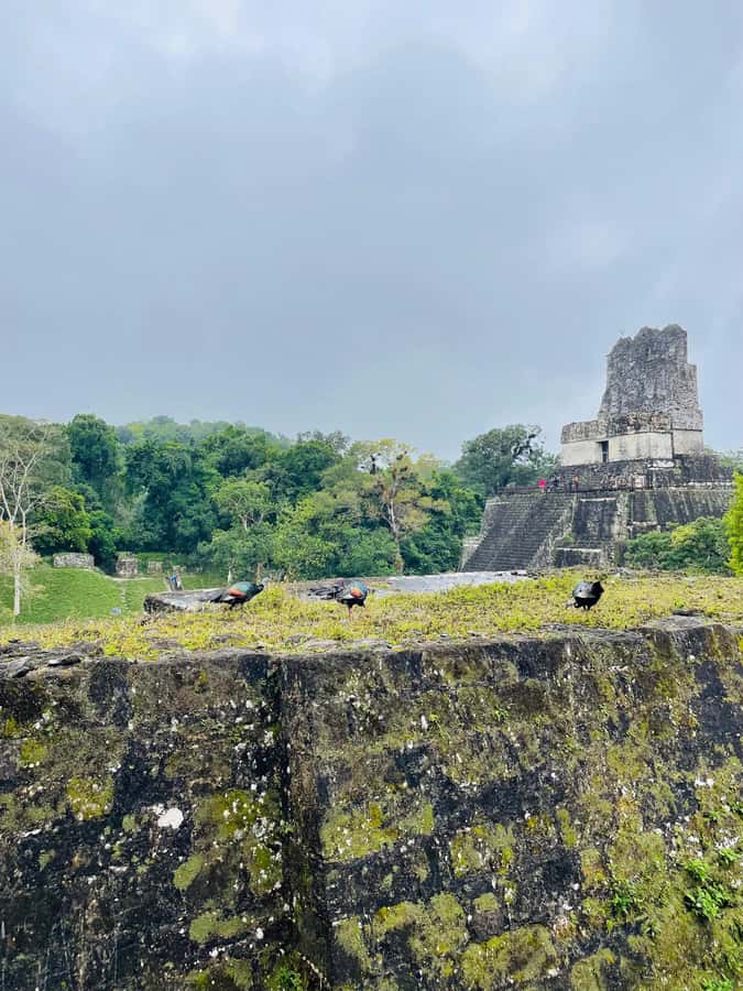 Tikal Sunset Experience: Archaeological Tour + Sunset Views - Food, entrance tickets, and the real price