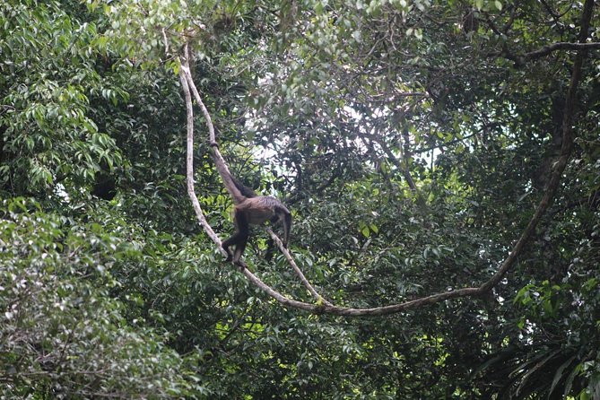 Tikal Tour From Flores, airport and Tikal hotels in Guatemala - Temples, plazas, and the Maya story