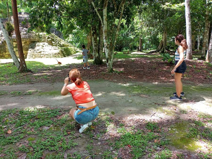 Tour to Tikal: from Mundo Maya Airport in Flores - Four hours among Tikal’s temples and plazas