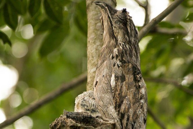 Yaxha VIP All-Inclusive Private Tour from Flores Guatemala - Why Yaxha makes a strong second Maya site